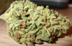 Buy Weed Online Australia, Buy Blue Cheese marijuana Online Australia