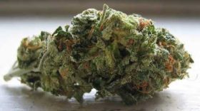 Buy Weed Online Australia, Buy Blue Dream marijuana Online Australia