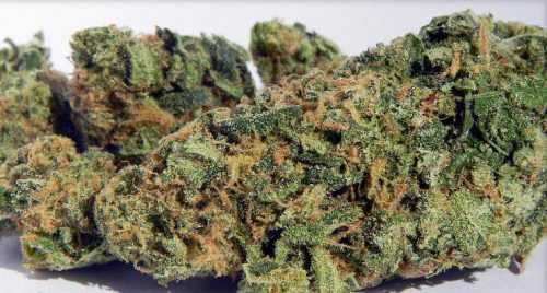 Buy Weed Online Australia, Buy Blueberry marijuana Online Australia