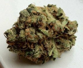 Buy Weed Online Australia, Buy CBD Mango at Australian Entirecannabis Online dispensary