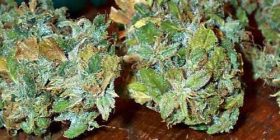 Buy Weed Online Australia, Buy G13 marijuana Online Australia