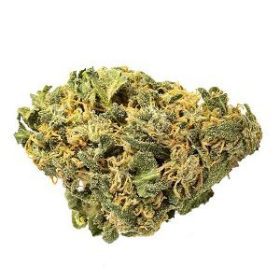 Hash Plant – Hybrid | Buy Cannabis online Australia