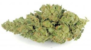 Buy Weed Online Australia, Buy Master Kush at Australian Entirecannabis Online dispensary