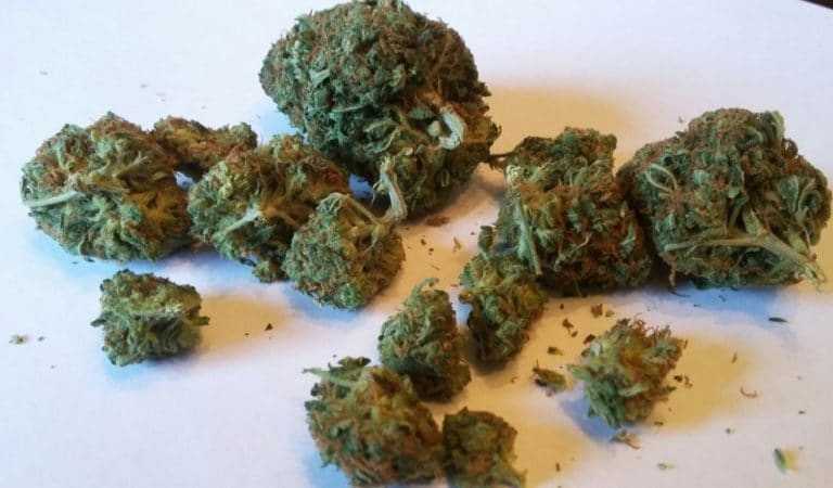 Buy Weed Online Australia, Buy Nordle at Australian Entirecannabis Online dispensary