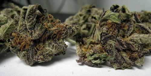 Buy Weed Online Australia, Buy Purple Haze marijuana Online Australia