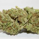 Buy Weed Online Australia, Buy Strawberry Banana at Australian Entirecannabis Online dispensary