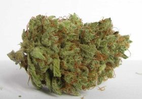 Buy Weed Online Australia, Buy critical kush at Australian Entirecannabis Online dispensary