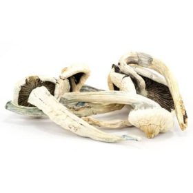Albino Penis Envy Mushrooms is one of the most potent psilocybin cubensis strains out there.