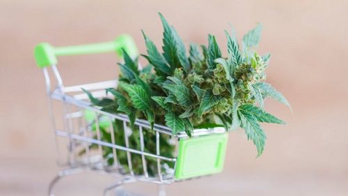 Buy weed online Tasmania Australia | THC, CBD | Entirecannabis