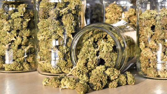Buy Weed Online New South Wales Australia